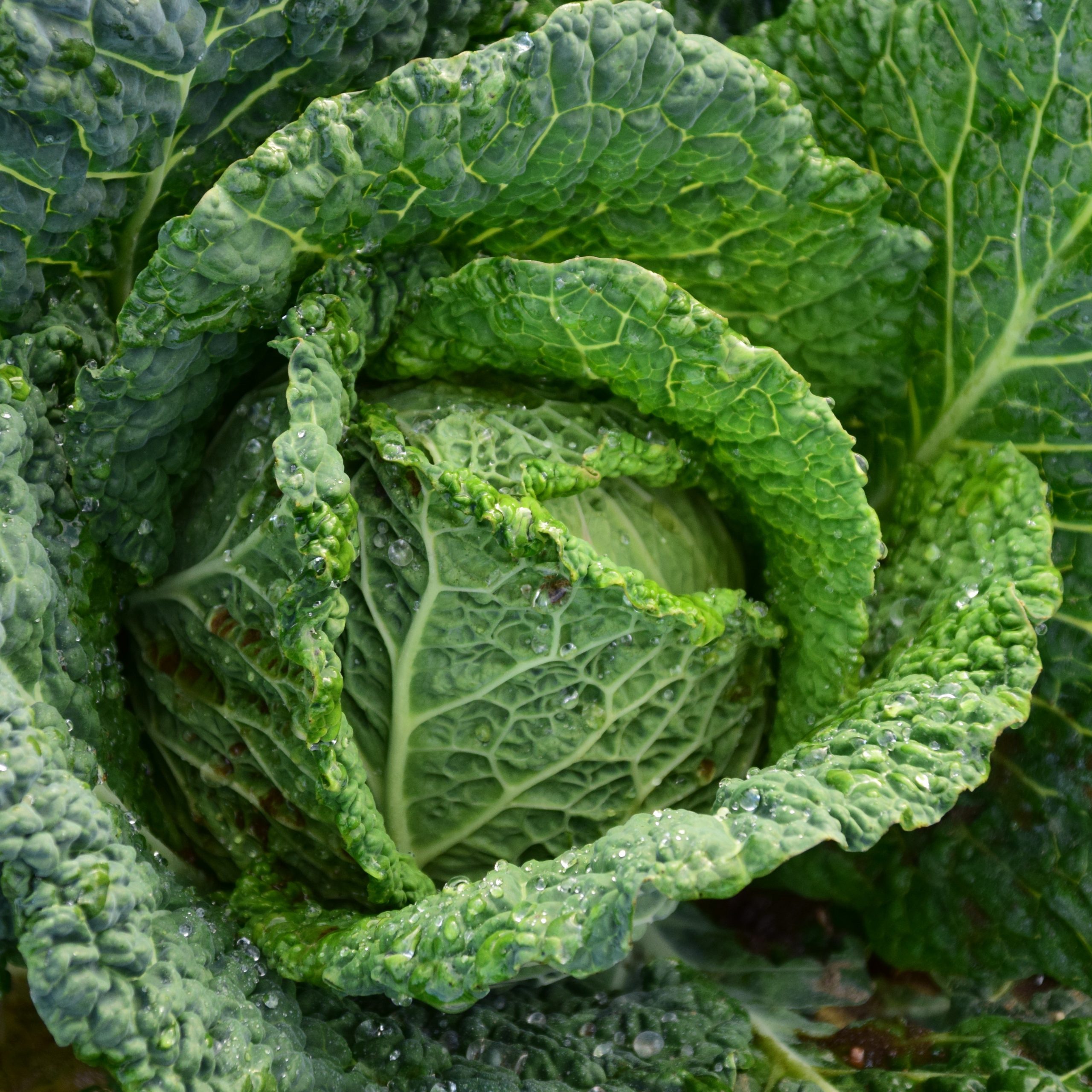 focus-photography-of-green-cabbage-209482